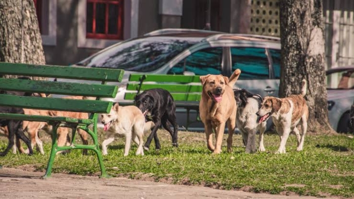 81 ilde sokak köpeği denetimi başlıyor! Müfettişler sahaya iniyor
